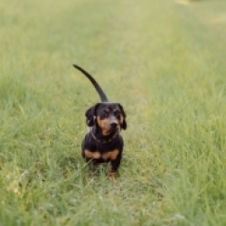 Maxy